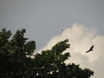 Low angle view of birds flying in sky