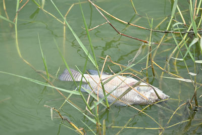 Close-up of leaf in lake