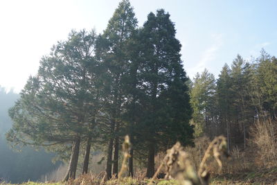 plant