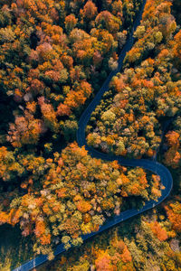 High angle view of autumn trees by road