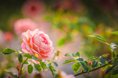 Close-up of pink rose blooming outdoors
