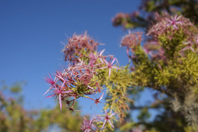 Low angle view of pink flowering plant against sky