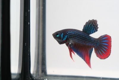 Close-up of fish in glass window