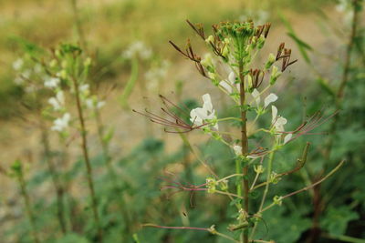 Close-up of white flowering plant