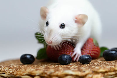 Close-up of cat eating fruit