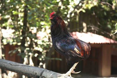 Close-up of rooster perching on tree