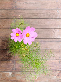 High angle view of pink flower on wood