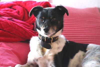 Close-up portrait of dog