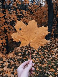 Low section of woman holding maple leaves during autumn