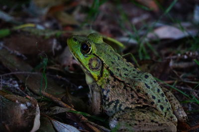 Close-up of frog on land