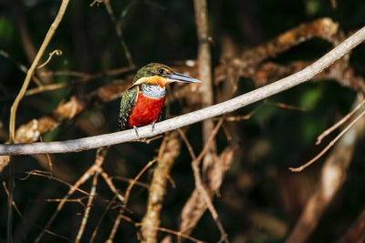 Close-up of bird perching on branch