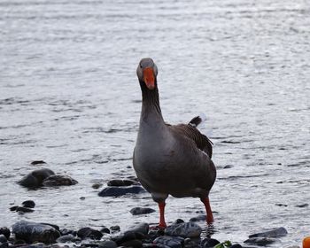 Mallard duck on the lake