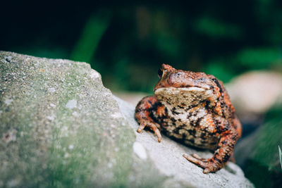 Close-up of frog on rock