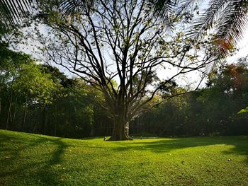 Trees on grass against sky