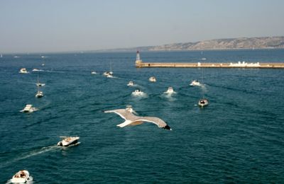 Swans swimming in sea against clear sky