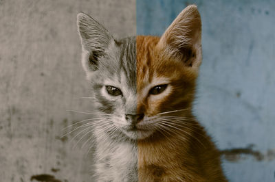 Close-up portrait of tabby cat