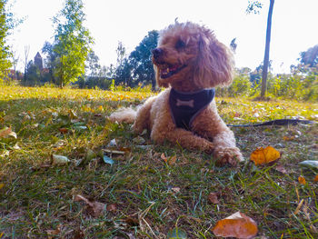 Dog standing in field