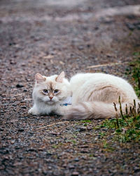 Portrait of cat relaxing on field