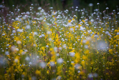 Close-up of yellow flowering plants on field