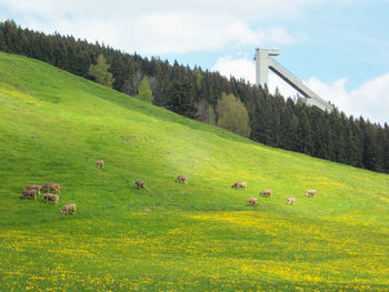 Scenic view of grassy field against sky