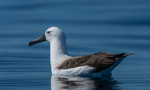 Close-up of seagull swimming in sea