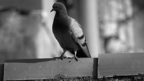 Close-up of bird perching on wood