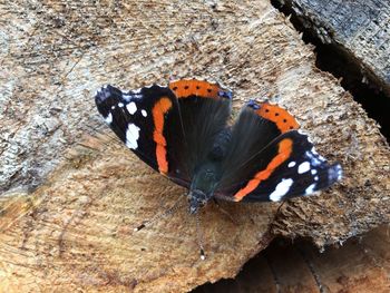 High angle view of butterfly perching on leaf