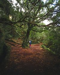 Rear view of woman walking in forest