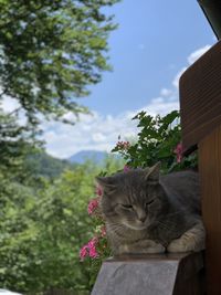 Close-up portrait of a cat