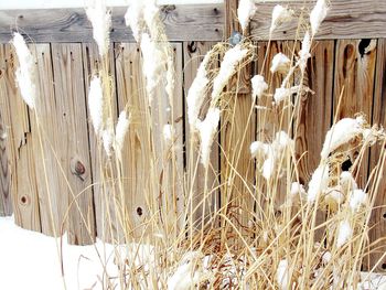 Close-up of snow