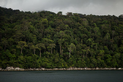 Scenic view of forest against sky