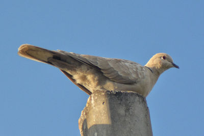 Low angle view of bird perching on wooden post against clear sky