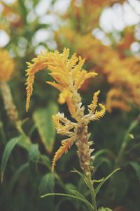 Close-up of flowering plant on field