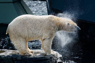 Polar bear standing on rock while shaking water from head at zoo