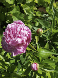 Close-up of pink rose flower