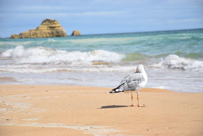 Seagull on beach