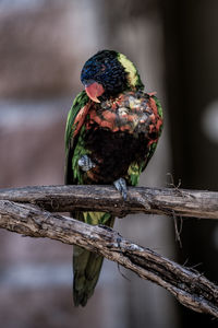 Close-up of parrot perching on branch