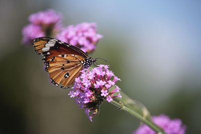 Close-up of butterfly pollinating on purple flower