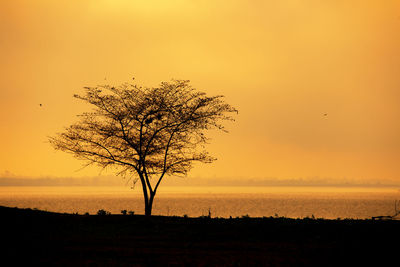 Silhouette tree on landscape against sky during sunset