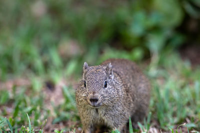 Close-up of an animal on land