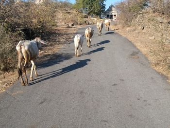 Cows walking on road