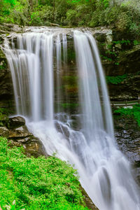 Stream flowing through forest