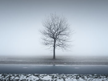 Bare tree on snow covered landscape against clear sky