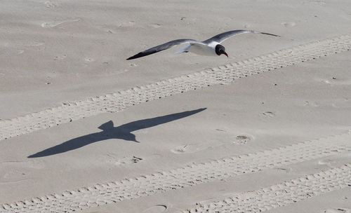Seagull flying over sea