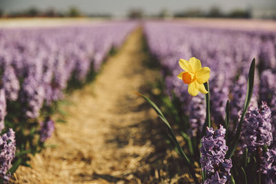 Close-up of purple crocus blooming on field