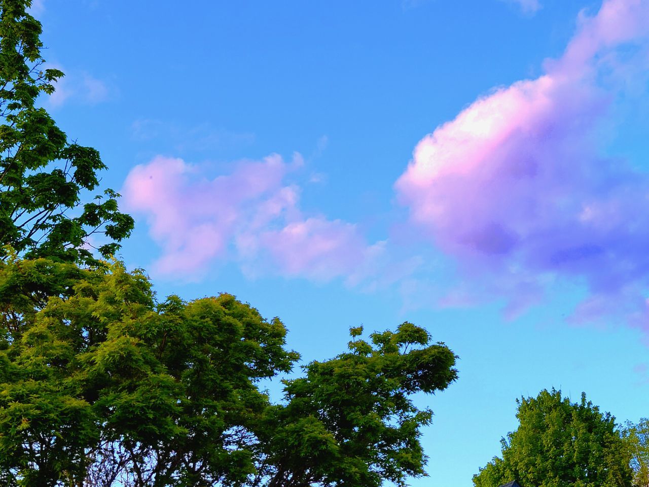 LOW ANGLE VIEW OF TREES AGAINST CLOUDY SKY