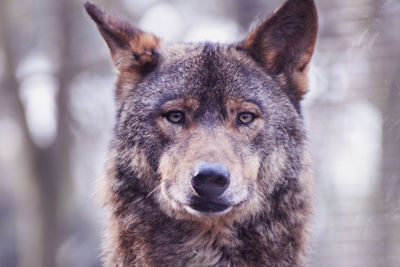 Close-up portrait of dog