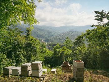 In turkey trabzon on the mountains beekeeping