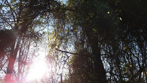 Low angle view of trees against sky