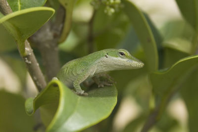 Close-up of green lizard on plant